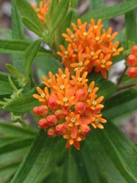 Asclepias tuberosa